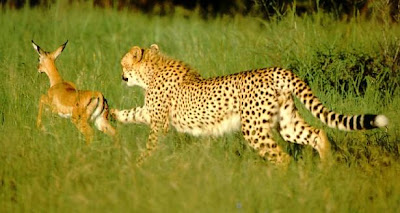 Cheetah-Hunting-Picture