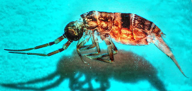 Orchesella cincta