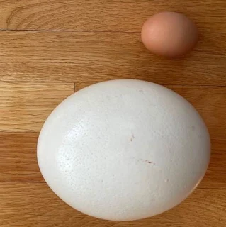 Ostrich and chicken egg comparison