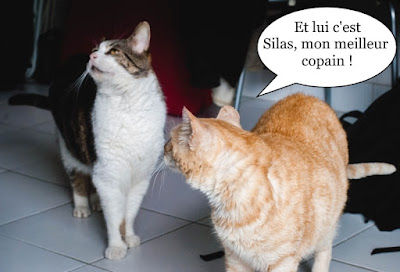 Deux copains chats inséparables !