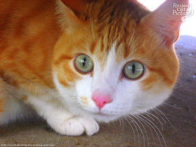 Scarry Ginger Kitty