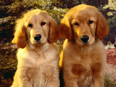 Cute-Dog-Puppies