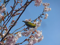 メジロは蜜を吸いながら落ちつきがない・・・。