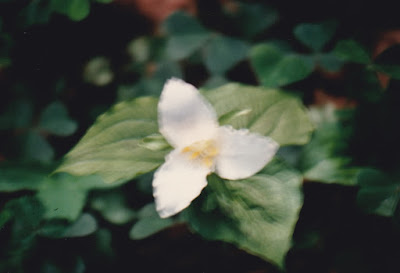 Trillium in Humboldt Redwoods State Park on March 19, 1992