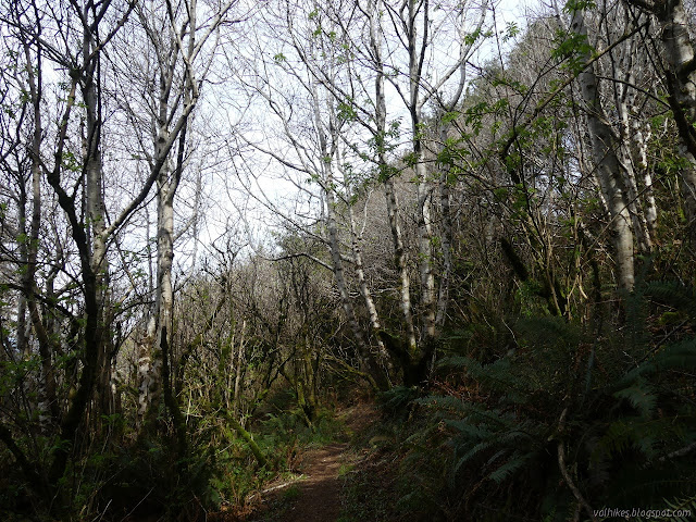 short alder trees