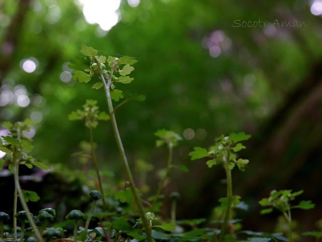 Chrysosplenium flagelliferum