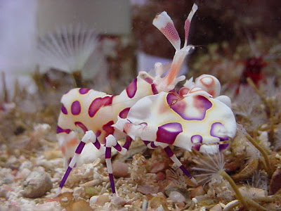 Beautiful Harlequin Shrimp -  Harlequin Shrimp Picture