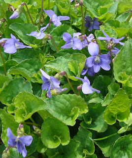 Northern blue violet