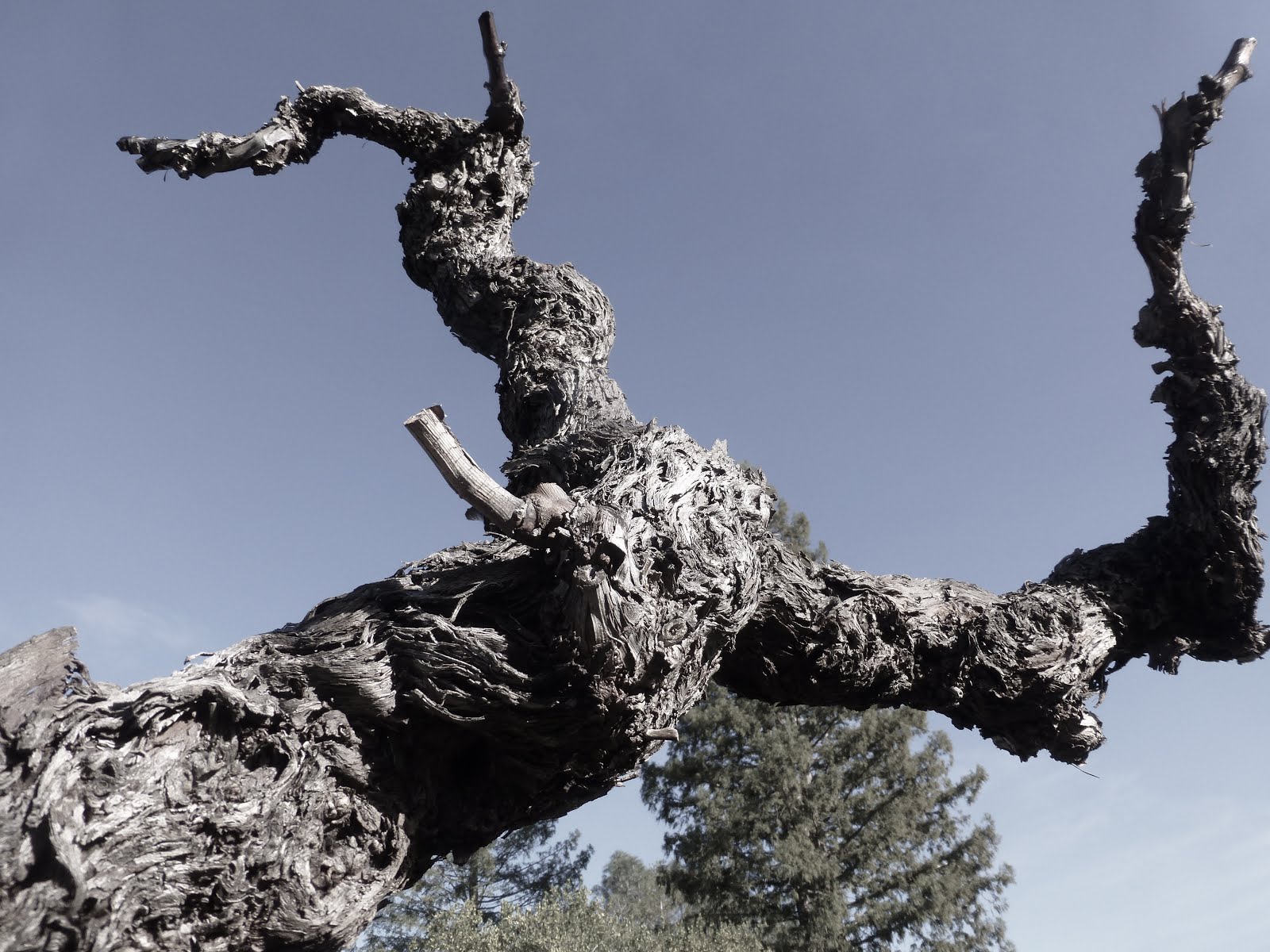 A Visit to the Frick Winery
