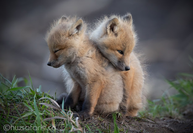 Fox Kits huddling for warmth