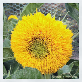 Growing teddy bear sunflowers