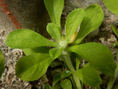 匙葉鼠麴草的莖生葉