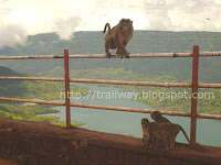 Monkey at Kates Point of Mahabaleshwar in India