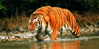 tigers of Sundarban