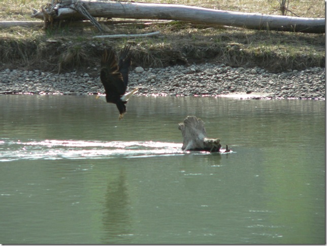Eagle taking flight from log in Tyai River, along Dyea Road near Skagway Alaska