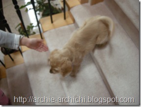 Puppy!Q 086