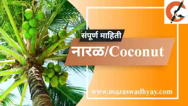 Coconut Information in Marathi Esay  Coconut information in marathi pdf  Fruit Information in Marathi  नारळ फळाची संपूर्ण माहिती.  नारळ झाडाविषयी माहिती  नारळ या फळाविषयी माहिती.  नारळ झाडाची माहिती मराठी  नारळाच्या झाडाची माहिती  Naral zadachi Mahiti