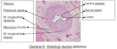 Histologi ductus deferens