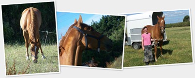 View horse