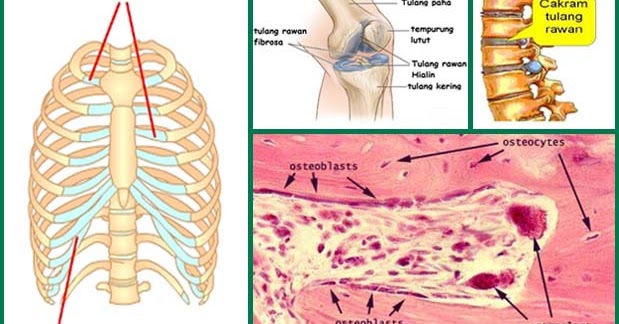 Jenis Jenis Tulang  Gambar  dan Keterangannya Lentera hidup4