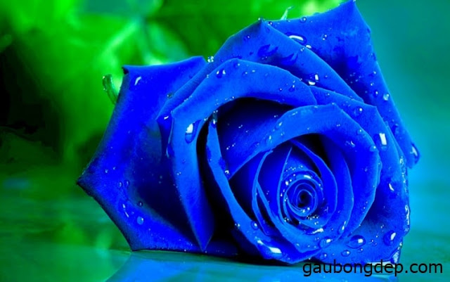 Hoa hồng xanh dương