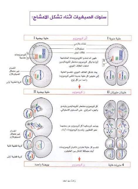 مطبوعة سلوك الصبغيات اثناء تشكل الامشاج الذكرية و الانثوية للسنة الرابعة متوسط  جاهزة للطباعة