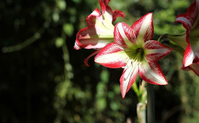 Amaryllis Flowers Pictures