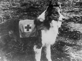  Red Cross Dogs: Saving Lives on the Battlefield