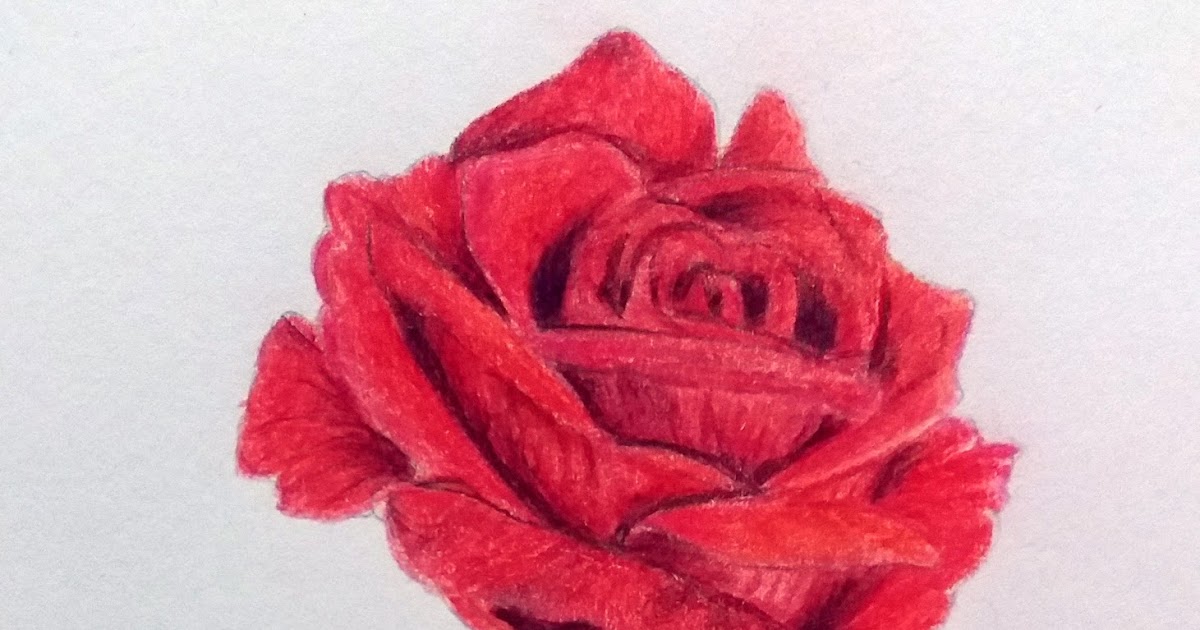 Paling Bagus 23 Contoh Lukisan Pensil  Bunga  Mawar 