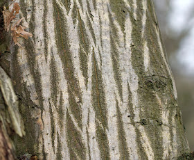 Strange marks on trees.  Slugs or snails grazing on algae?  Lullingstone Country Park,  31 December 2011.