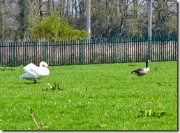 5 swan menacing goose