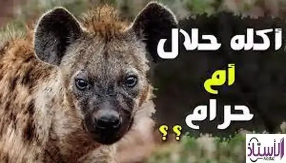 Ruling-on-eating-hyenas-in-Islam