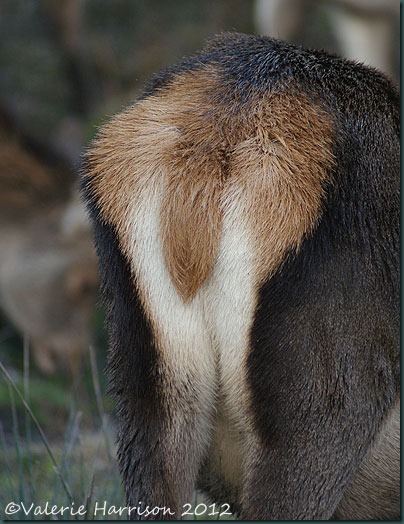 28-red-deer