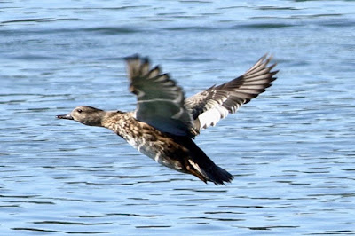 Gadwall