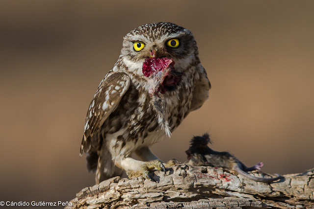 MOCHUELO EUROPEO - Athene Noctua