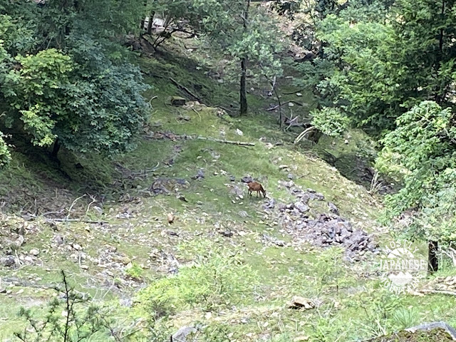 Yamanashi deer 鹿