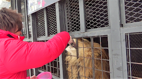 北海道 札幌 ノースサファリサッポロ ライオンのエサやり体験