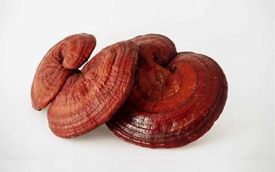 Ganoderma Mushroom Pure Culture Supplier Company in Bangladesh