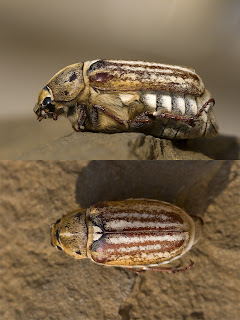 Para ampliar Anoxia (Mesanoxia) australis (Gyllenhal, 1817) Gusano blanco hacer clic