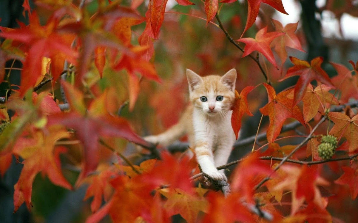 Cat on Tree Widescreen Wallpaper