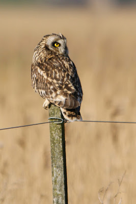 Fjildûle - Velduil - Asio flammeus