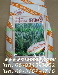 เมล็ดพันธุ์ผักบุ้งจีน รังสิต9 ไผ่9 ตรารถถัง