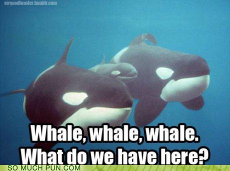 Whale, whale, whale...