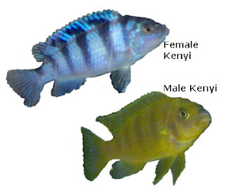 Lake Malawi African Cichlids, female and male Kenyi, photo courtesy Eve