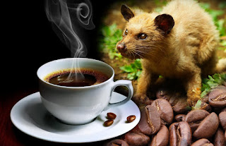 5 Jenis Kopi Termahal Dunia , Kopi Luwak Indonesia Pemenangnya