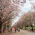 [Review]เมื่อดอกชมพูพันธุ์ทิพย์บาน ชั้นจึงรีบไปถ่าย (Full Bloom Pink Trumpet tree at Kamphangsan, Thailand)