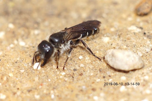 Nożycówka pospolita Cholestoma florisomne L.