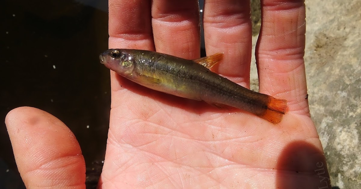 Connecticut Fly Angler: Species Profile: Cutlips Minnow