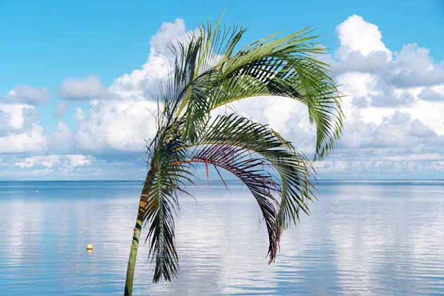 beach,island,palm,ocean;serene