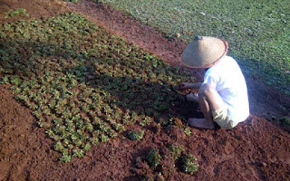 Jasa Tanam Rumput Gajah Mini Dan Distributor Rumput Taman